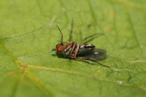 Dolichopus griseipennis